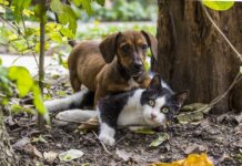 Un Gato Da Esta Bienvenida a un Perro Un Gato Da Esta Bienvenida a un Perro