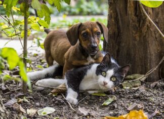 Un Gato Da Esta Bienvenida a un Perro Un Gato Da Esta Bienvenida a un Perro