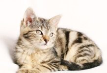 Funciones del Veterinario Cuando Trata a los Gatos Funciones del Veterinario Cuando Trata a los Gatos