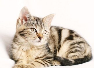 Funciones del Veterinario Cuando Trata a los Gatos Funciones del Veterinario Cuando Trata a los Gatos