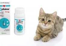 RELAJAR a tu GATO nunca fue tan Fácil Relajar a tu GATO