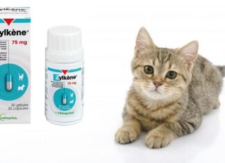 RELAJAR a tu GATO nunca fue tan Fácil Relajar a tu GATO