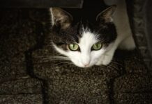 Cómo Mantener la Calma si Tu Gato se Pierde Cómo Mantener la Calma si Tu Gato se Pierde