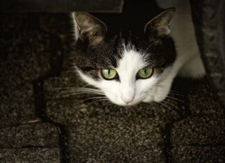 Cómo Mantener la Calma si Tu Gato se Pierde Cómo Mantener la Calma si Tu Gato se Pierde