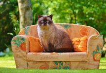 Seguros Veterinarios para Gatos: Todo Son Ventajas Seguros Veterinarios para Gatos: Todo Son Ventajas