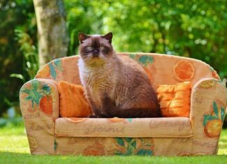 Seguros Veterinarios para Gatos: Todo Son Ventajas Seguros Veterinarios para Gatos: Todo Son Ventajas