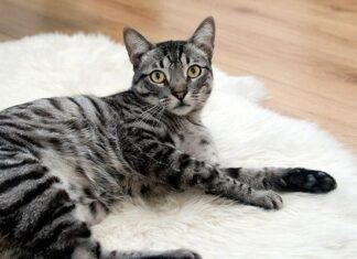 Cómo Evitar el Sobrepeso en los Gatos Cómo Evitar el Sobrepeso en los Gatos