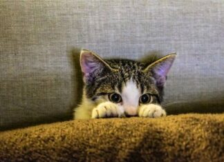 Clínica Veterinaria Busca Abrazadores de Gatos Clínica Veterinaria Busca Abrazadores de Gatos