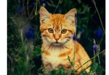 Libro Recomendado: El Gato que Curaba Corazones Libro Recomendado: El Gato que Curaba Corazones