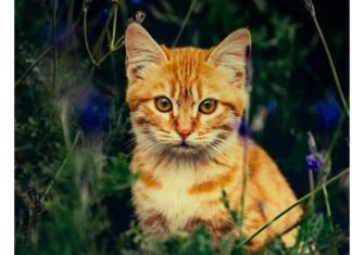 Libro Recomendado: El Gato que Curaba Corazones Libro Recomendado: El Gato que Curaba Corazones