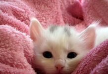 Cómo Elegir un Nombre Original para Tu Gato Cómo Elegir un Nombre Original para Tu Gato