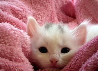 Cómo Elegir un Nombre Original para Tu Gato Cómo Elegir un Nombre Original para Tu Gato