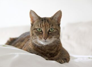 Regalar un Gato en el Día de la Madre Regalar un Gato en el Día de la Madre