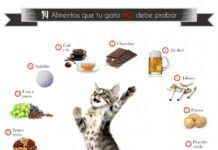 Lo que debes saber antes de comprar un GATO Alimentos que tu Gato NO debe Comer