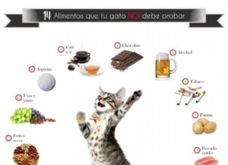 Lo que debes saber antes de comprar un GATO Alimentos que tu Gato NO debe Comer