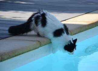 Recomendaciones para Evitar Accidentes en la Piscina Recomendaciones para Evitar Accidentes en la Piscina