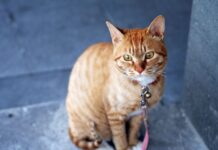 Ventajas de la Peluquería Felina a Domicilio Ventajas de la Peluquería Felina a Domicilio