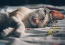 Ventajas de Pasar las Vacaciones con tu Gato Ventajas de Pasar las Vacaciones con tu Gato