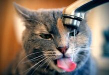 BEBEDEROS automáticos para Gatos y Perros: la mejor solución para este verano Bebederos para Gatos