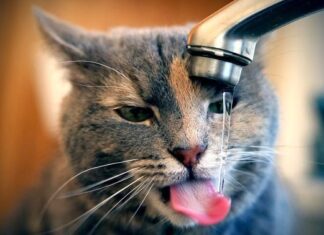 BEBEDEROS automáticos para Gatos y Perros: la mejor solución para este verano Bebederos para Gatos