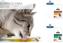COMIDA para Gatos: conoce las Diferentes Opciones Comida para GATOS