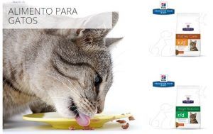 Comida para GATOS