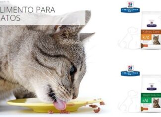 COMIDA para Gatos: conoce las Diferentes Opciones Comida para GATOS