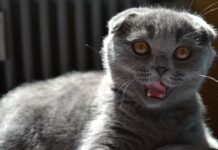 Cómo Fomentar el Ejercicio Físico en Gatos Cómo Fomentar el Ejercicio Físico en Gatos