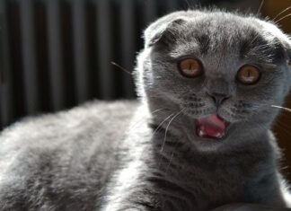 Cómo Fomentar el Ejercicio Físico en Gatos Cómo Fomentar el Ejercicio Físico en Gatos