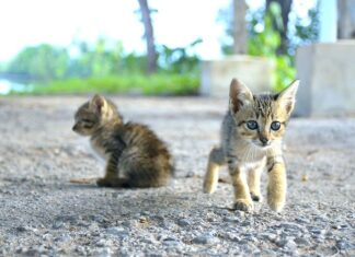 Cómo Hacer Fotografías a tu Gato en Verano Cómo Hacer Fotografías a tu Gato en Verano