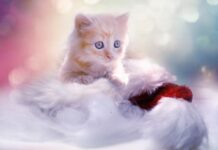 Cinco Errores que Cometes al Cuidar del Gato Cinco Errores que Cometes al Cuidar del Gato