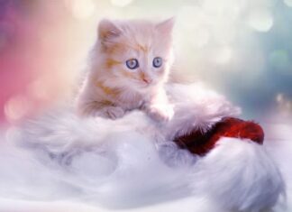 Cinco Errores que Cometes al Cuidar del Gato Cinco Errores que Cometes al Cuidar del Gato