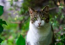 Cómo Evitar Denuncias Vecinales por tu Gato Cómo evitar denuncias vecinales por gatos molestos