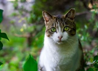 Cómo Evitar Denuncias Vecinales por tu Gato Cómo evitar denuncias vecinales por gatos molestos
