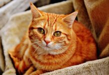 Cómo Superar el Miedo a los Gatos Cómo Superar el Miedo a los Gatos