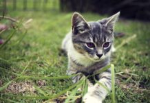 Cómo Superar el Miedo al Veterinario Cómo Superar el Miedo al Veterinario