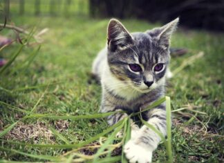 Cómo Superar el Miedo al Veterinario Cómo Superar el Miedo al Veterinario