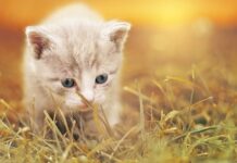 Terapia Con Perros y Gatos Frente al Alzhéimer Terapia con gatos y perros frente al alzhéimer