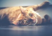 ¿Qué es la Gatoterapia y Qué Beneficios Ofrece? ¿Qué es la Gatoterapia y Qué Beneficios Ofrece?