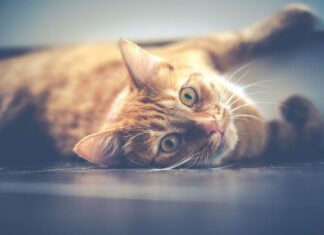 ¿Qué es la Gatoterapia y Qué Beneficios Ofrece? ¿Qué es la Gatoterapia y Qué Beneficios Ofrece?