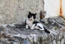 Tener un Gato es Bueno para Tu Salud Emocional
