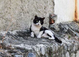 Tener un Gato es Bueno para Tu Salud Emocional