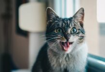 Campaña Lleva a tu Gato al Veterinario