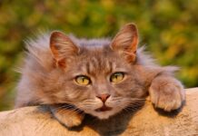 5 Beneficios de la Peluquería Felina 5 Beneficios de la Peluquería Felina