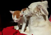 Cinco Diferencias entre Perros y Gatos Cinco Diferencias entre Perros y Gatos