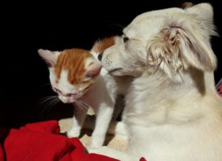 Cinco Diferencias entre Perros y Gatos Cinco Diferencias entre Perros y Gatos