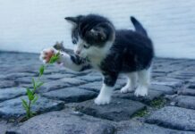 Cuatro Condiciones para Adoptar un Gato Cuatro Condiciones para Adoptar un Gato