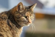 Cómo Adoptar a un Gato Callejero