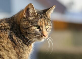 Cómo Adoptar a un Gato Callejero