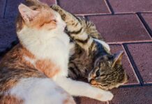 Cómo Contratar un Canguro de Gatos en Navidad Cómo Contratar un Canguro de Gatos en Navidad